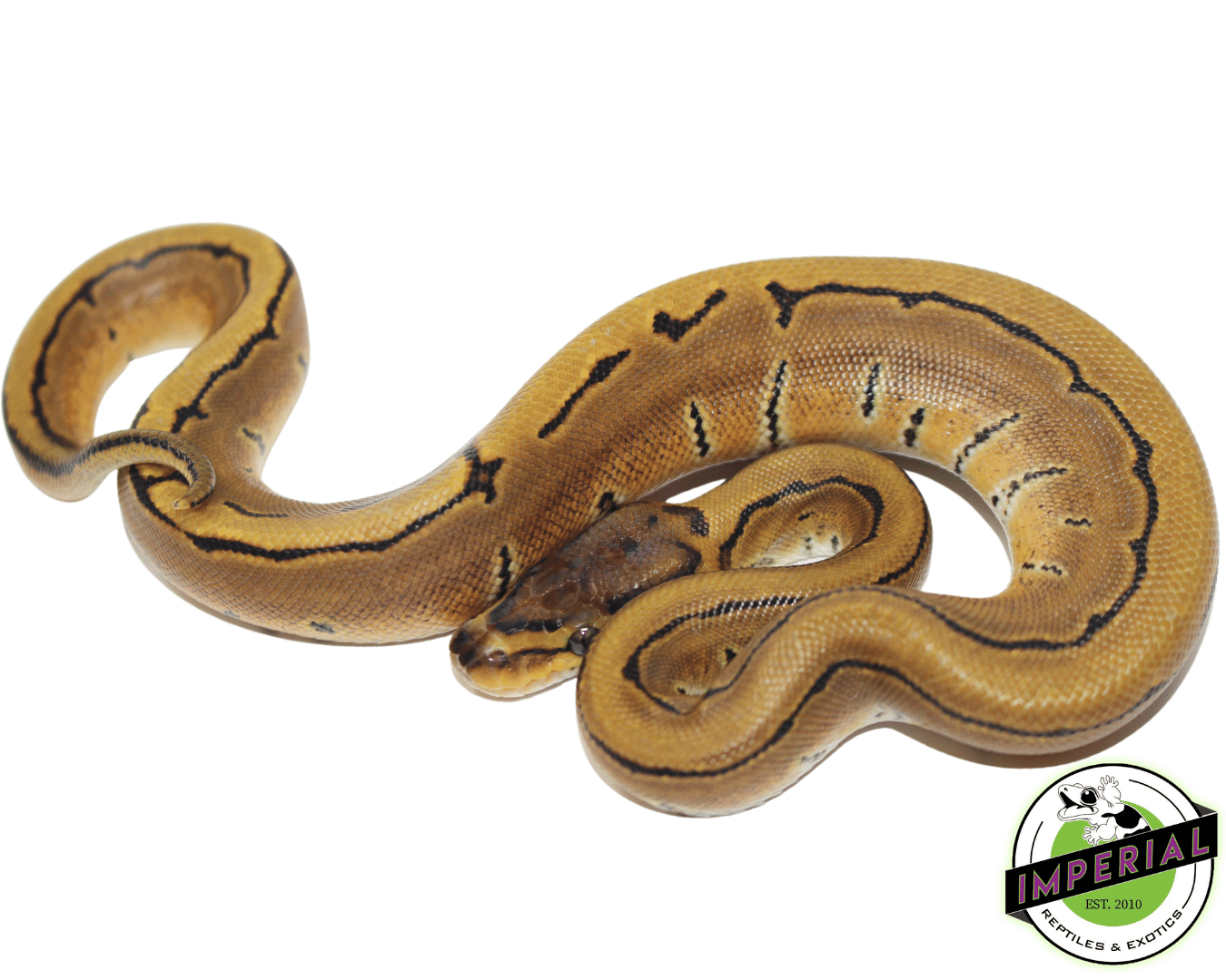 pinstripe ball python for sale online at cheap prices, buy ball pythons near me