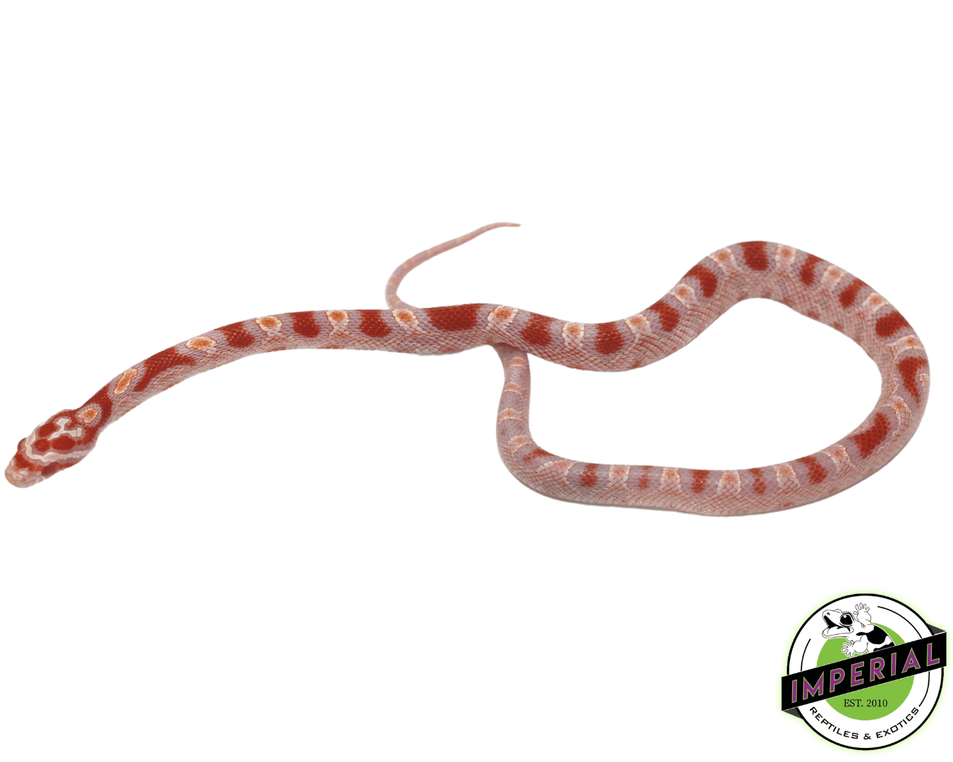 Reverse Okeetee Corn Snake For Sale - Imperial Reptiles – IMPERIAL
