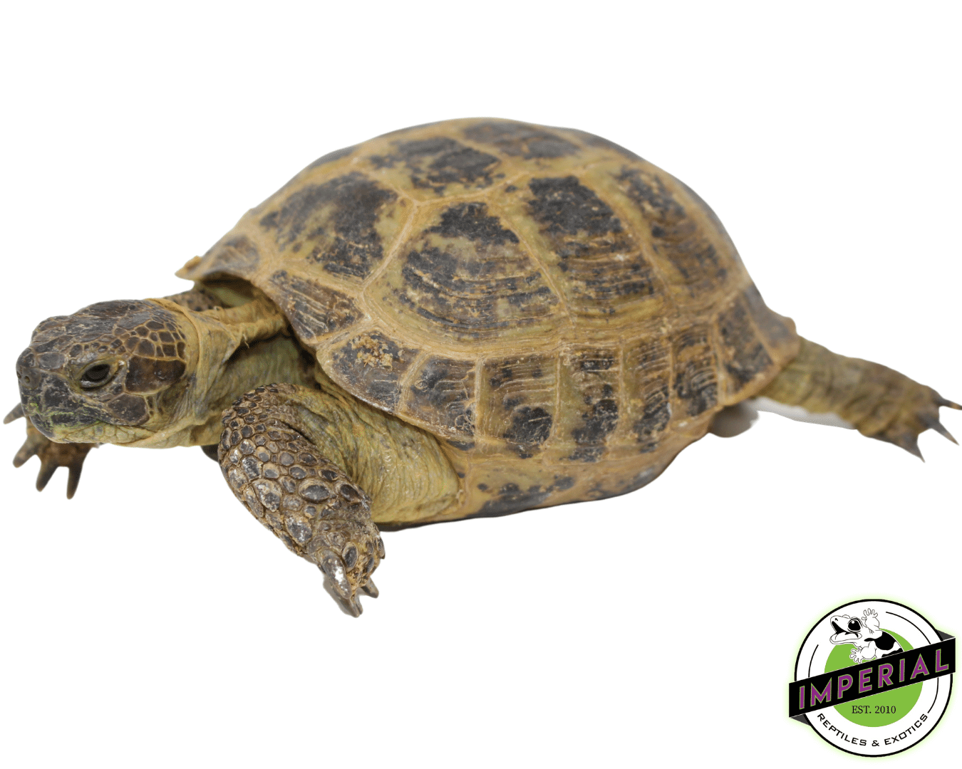 Buy russian online tortoise online