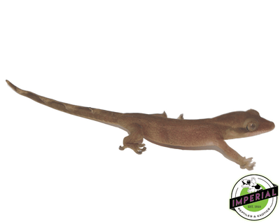 sarisunom gecko for sale, buy reptiles online