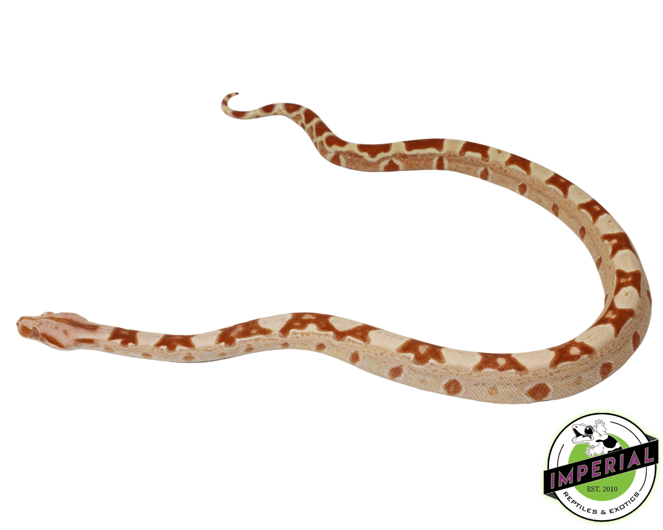 sunglow colombian boa constrictor for sale, buy reptiles online