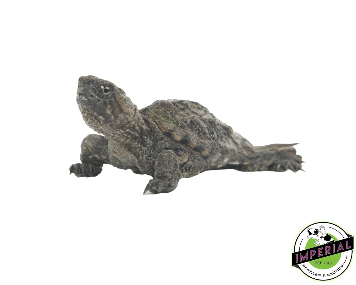 common snapping turtle for sale, buy reptiles online