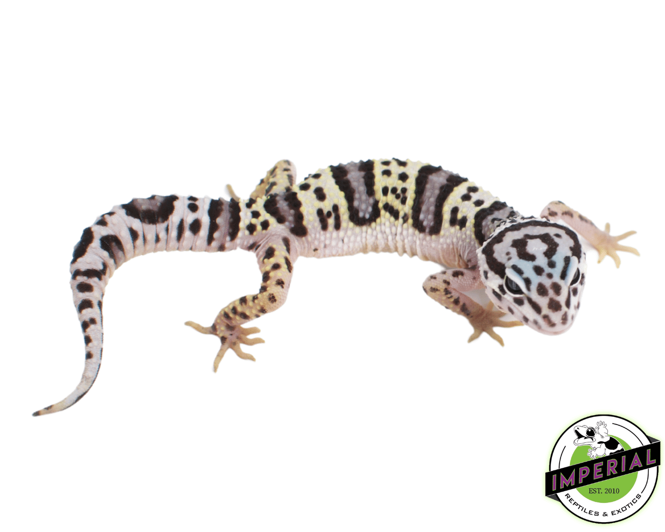 leopard gecko price list