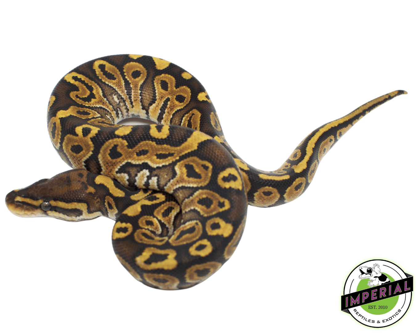 Special Ball Python For Sale - Imperial Reptiles – IMPERIAL REPTILES ...