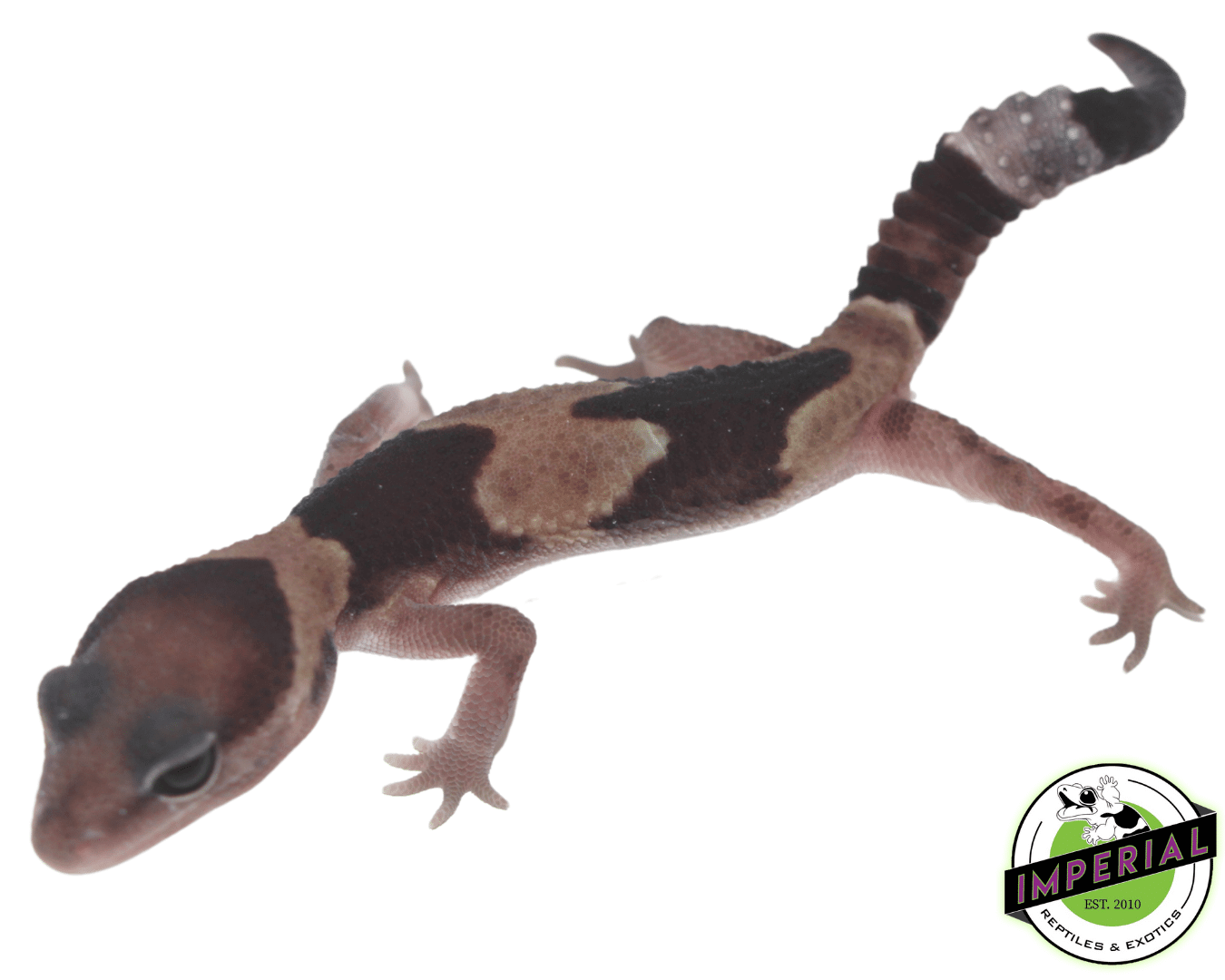 Stinger African Fat Tail Gecko