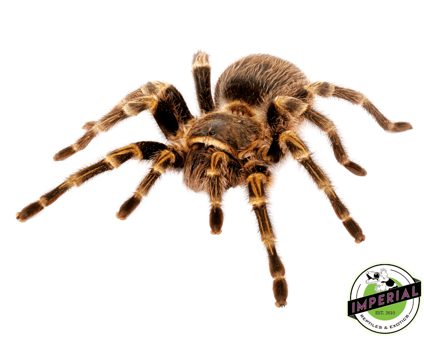Stripe Knee Tarantula For Sale Imperial Reptiles IMPERIAL REPTILES