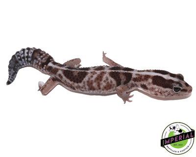 Striped Whiteout 100% het Amel ph Patternless African Fat Tail gecko for sale, buy reptiles online