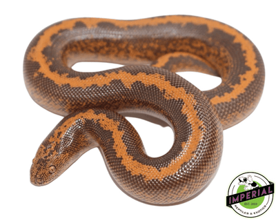 striped sand boa for sale, buy reptiles online