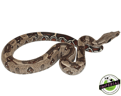 striped suriname true red tail boa constrictor for sale, buy reptiles online