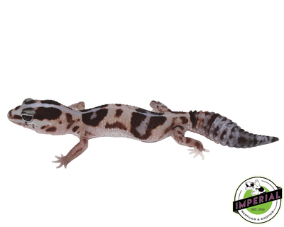 Striped Whiteout ph Amel Oreo African Fat Tail gecko for sale, buy reptiles online