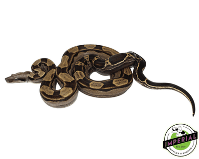 motley colombian boa constrictor for sale, buy reptiles online