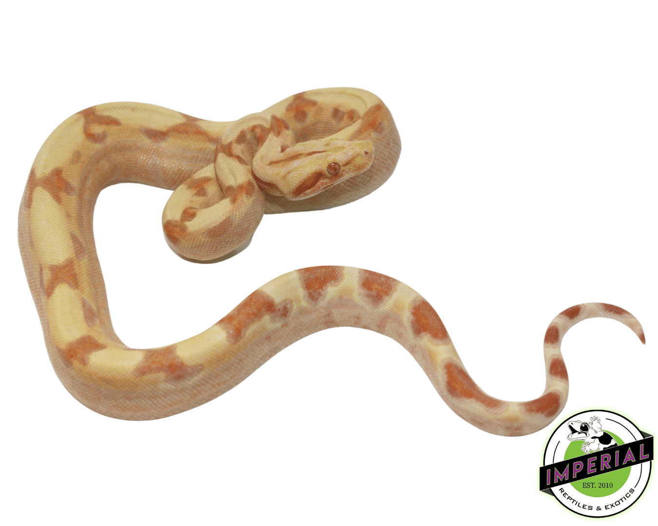 sunglow colombian boa constrictor for sale, buy reptiles online