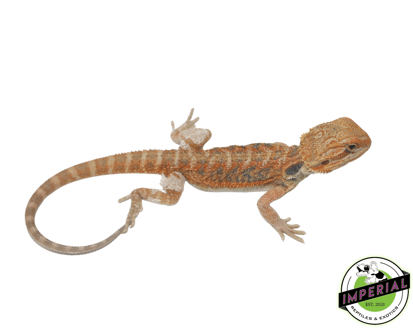 Sunset Hypo Translucent Bearded Dragon For Sale - Imperial