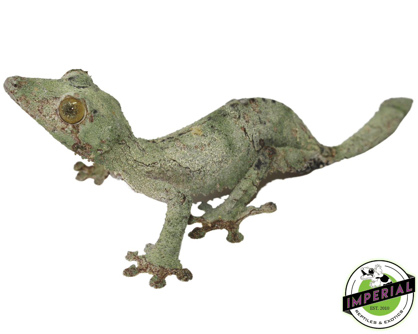 Super Mossy Leaf Tail Gecko (Uroplatus sameti) For Sale