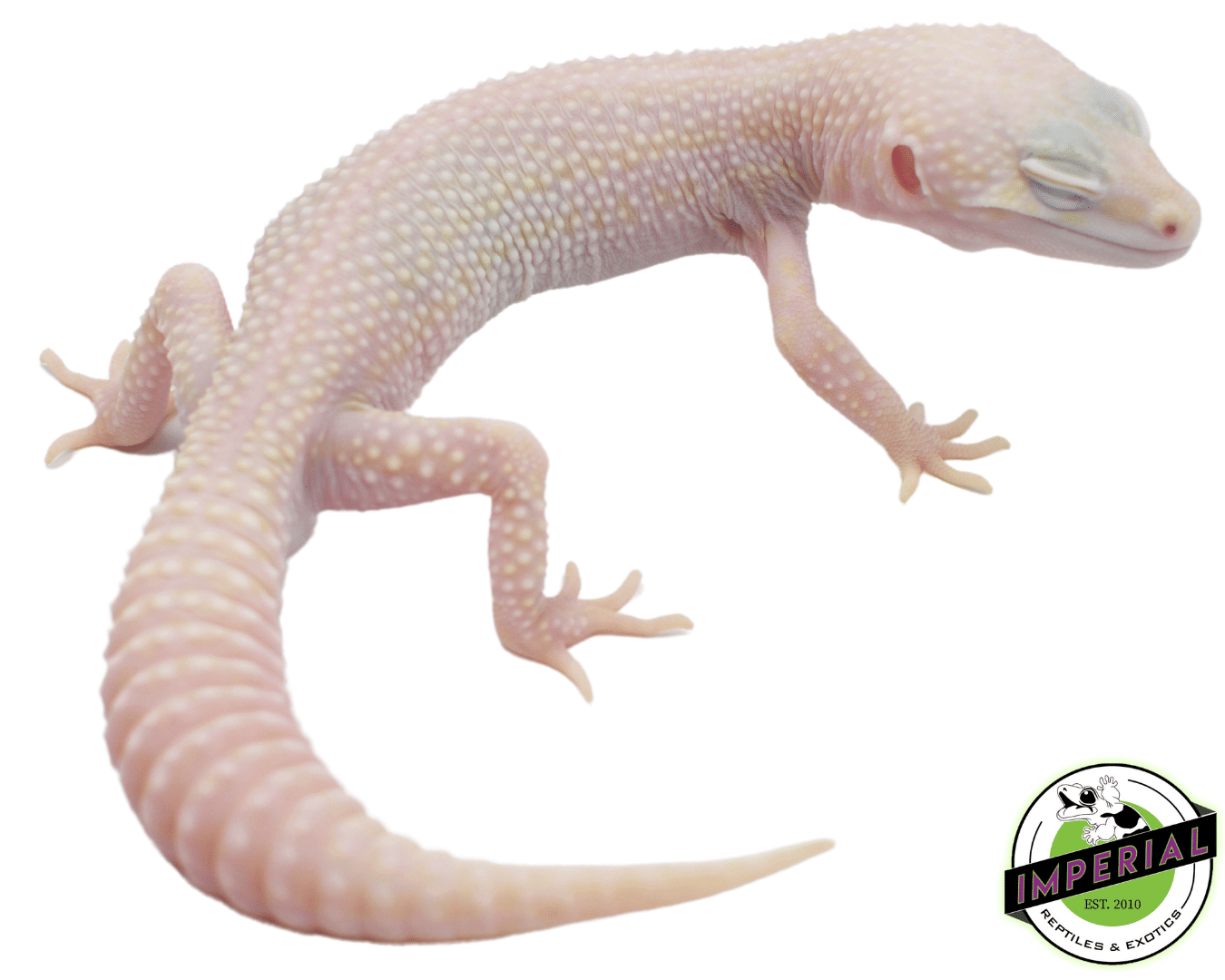 Super Snow Albino Eclipse Leopard Gecko Adult For Sale - Imperial 
