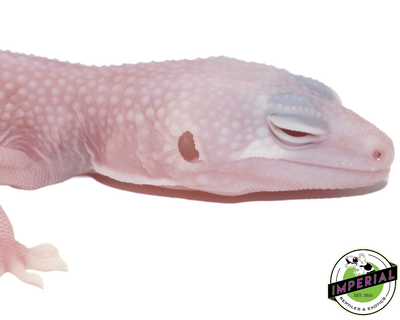 per snow albino patternless leopard gecko for sale, buy reptiles online