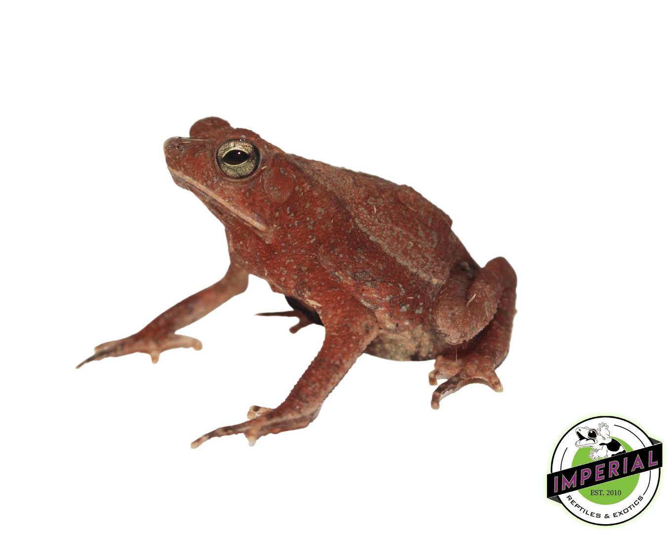 Suriname Crested Toad For Sale Imperial Reptiles IMPERIAL REPTILES