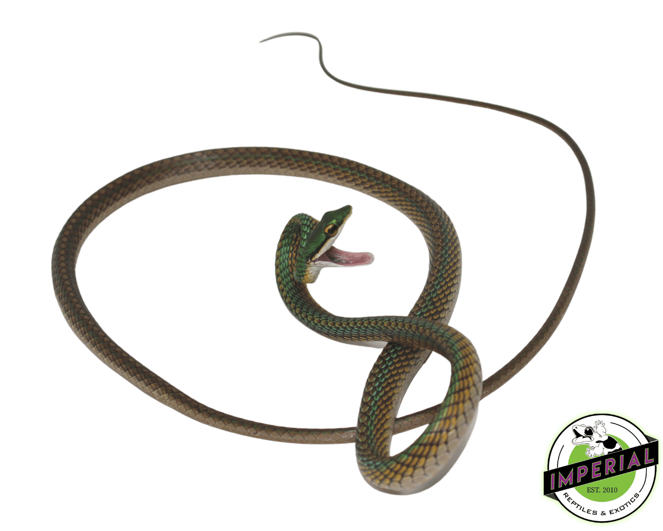 Snake Online Reptile Pet Store Machete Snake For Sale Imperial