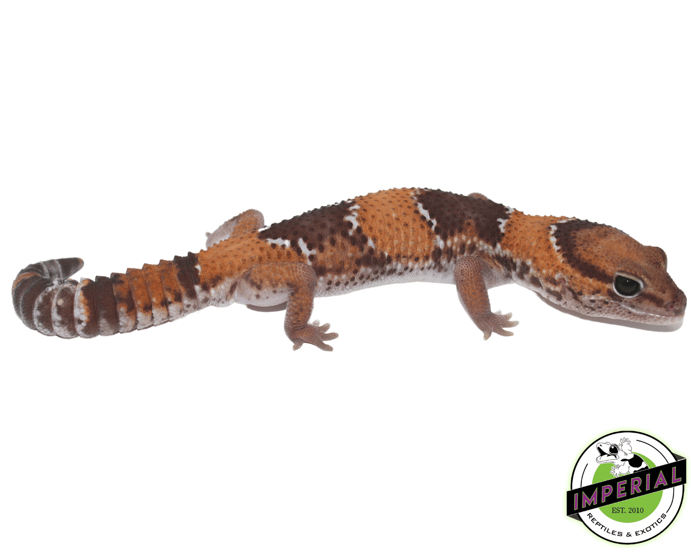 Tangerine Het Amel Oreo African Fat Tail gecko for sale, buy reptiles online