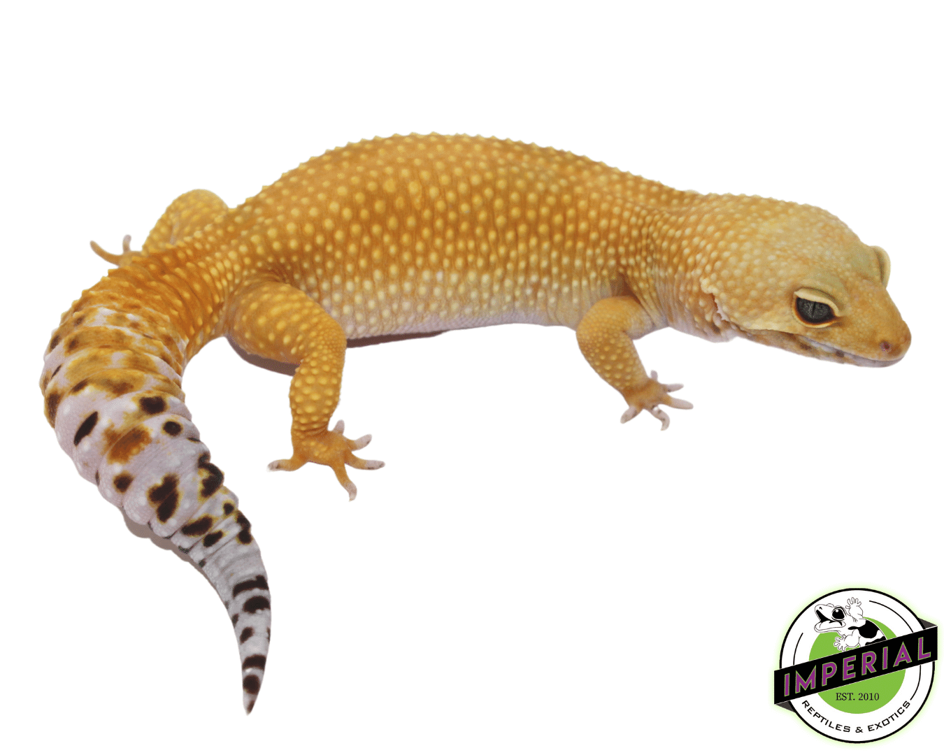 Tang het. Tremper Leopard Gecko Adult For Sale Imperial Reptiles