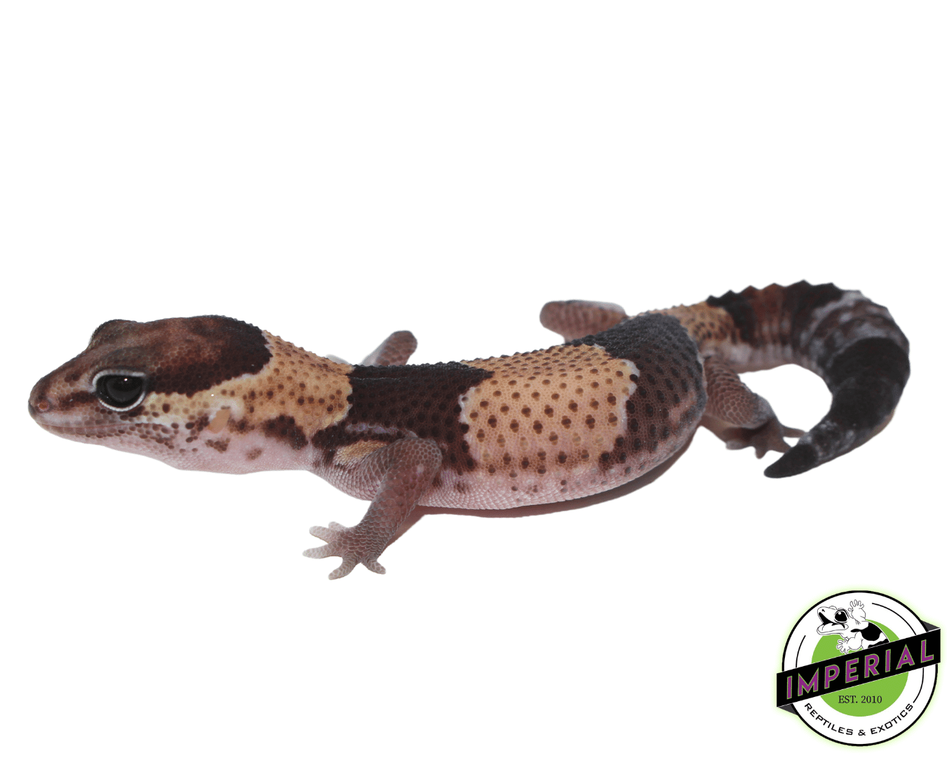 Tangerine ph Amel Oreo African Fat Tail gecko for sale, buy reptiles online