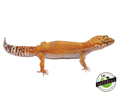 tangerine tremper leopard gecko for sale, buy reptiles online