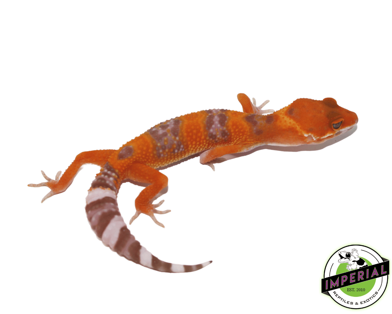 tangerine tremper leopard gecko for sale, buy reptiles online