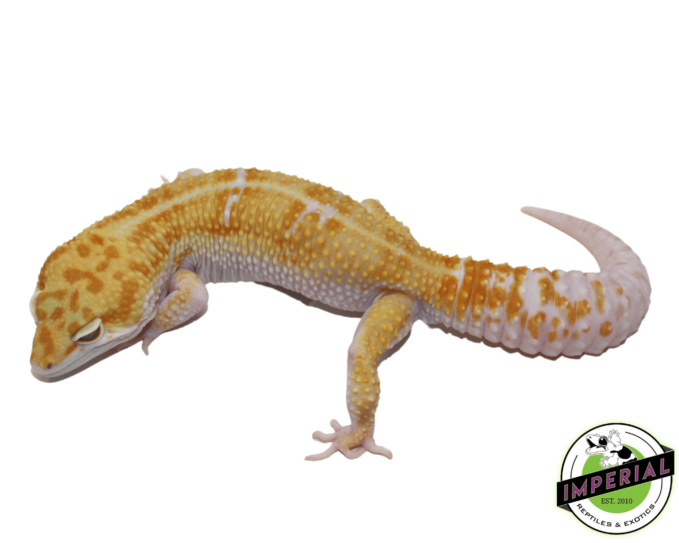 から厳選した Tremper Imperial - Sale For Adult Gecko Leopard W&Y Tang 絵画