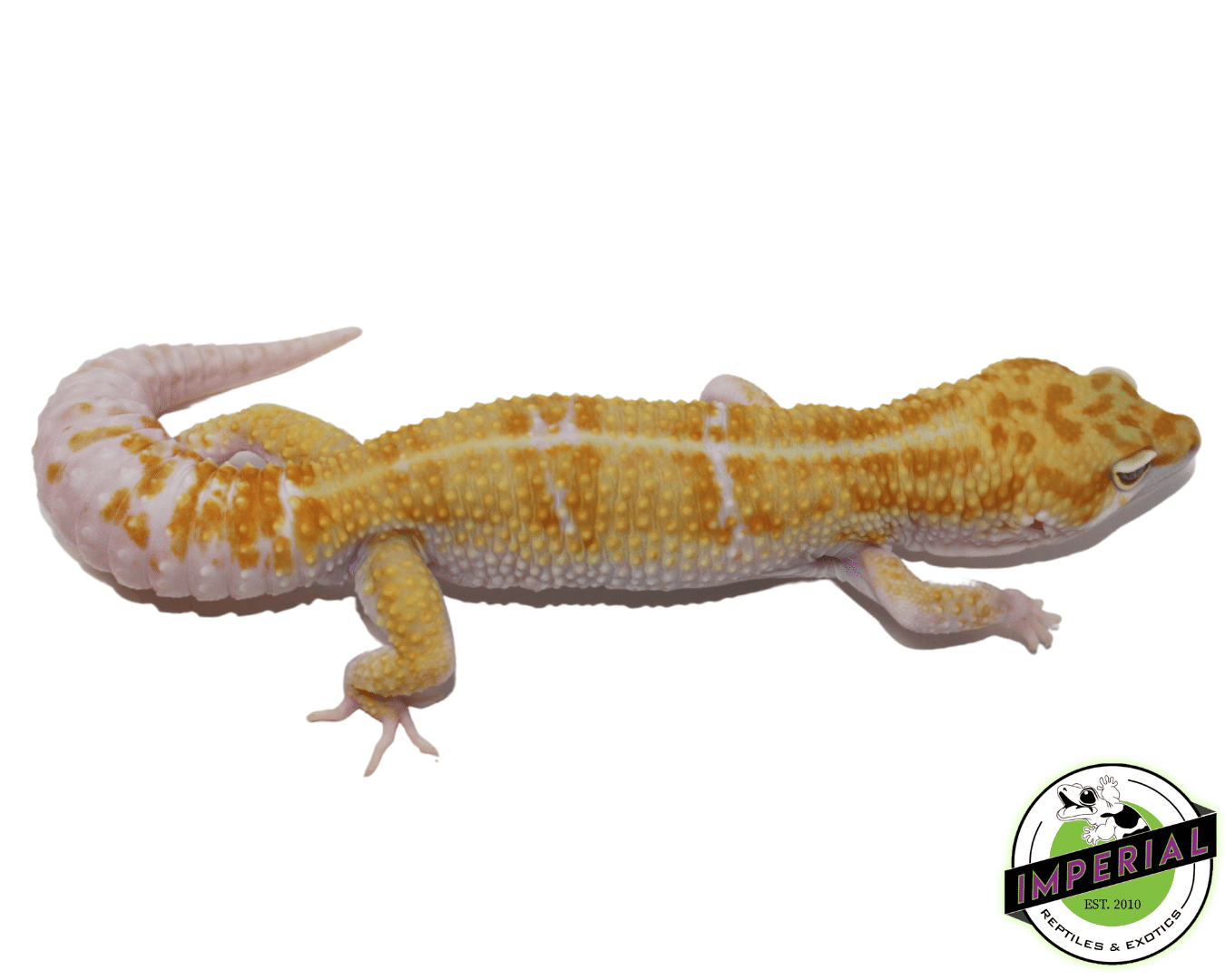 tangerine tremper white and yellow leopard gecko for sale, buy reptiles online