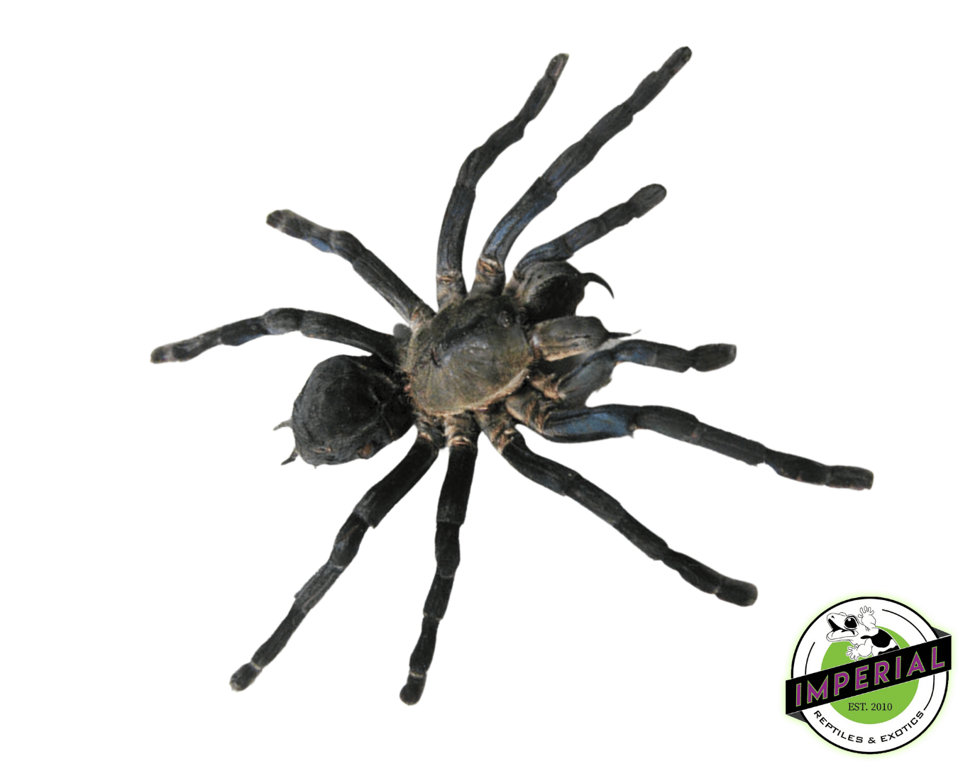 Thailand Big Black Tarantula For Sale Imperial Reptiles IMPERIAL