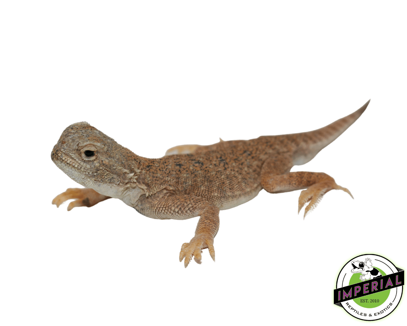 Toad Head Agama For Sale Imperial Reptiles IMPERIAL REPTILES & EXOTICS
