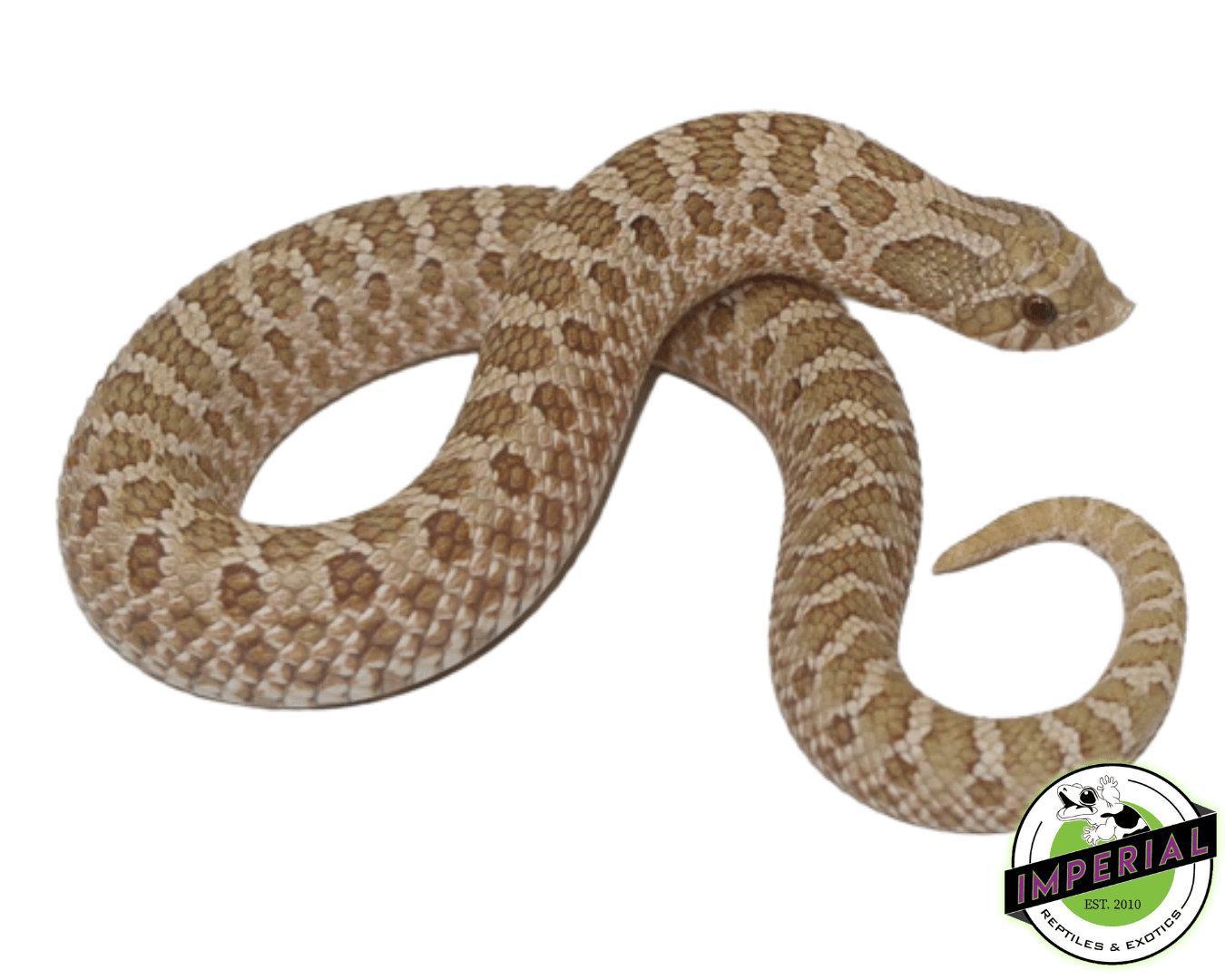 toffee belly western hognose snake for sale, buy reptiles online