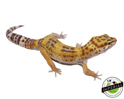 Tornado Hyglo Leopard Gecko Adult