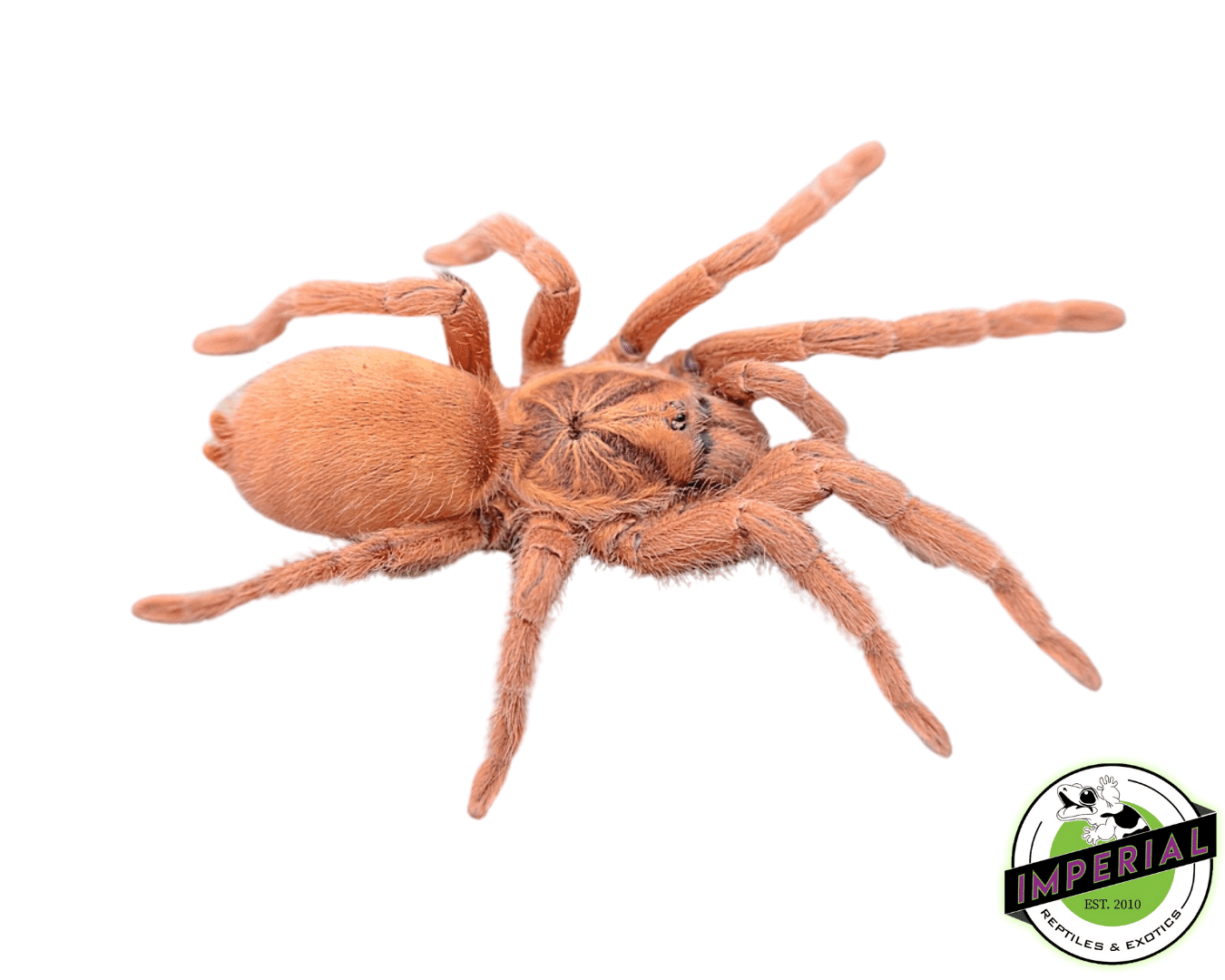 Trinidadian Dwarf Gold Tarantula For Sale Imperial Reptiles