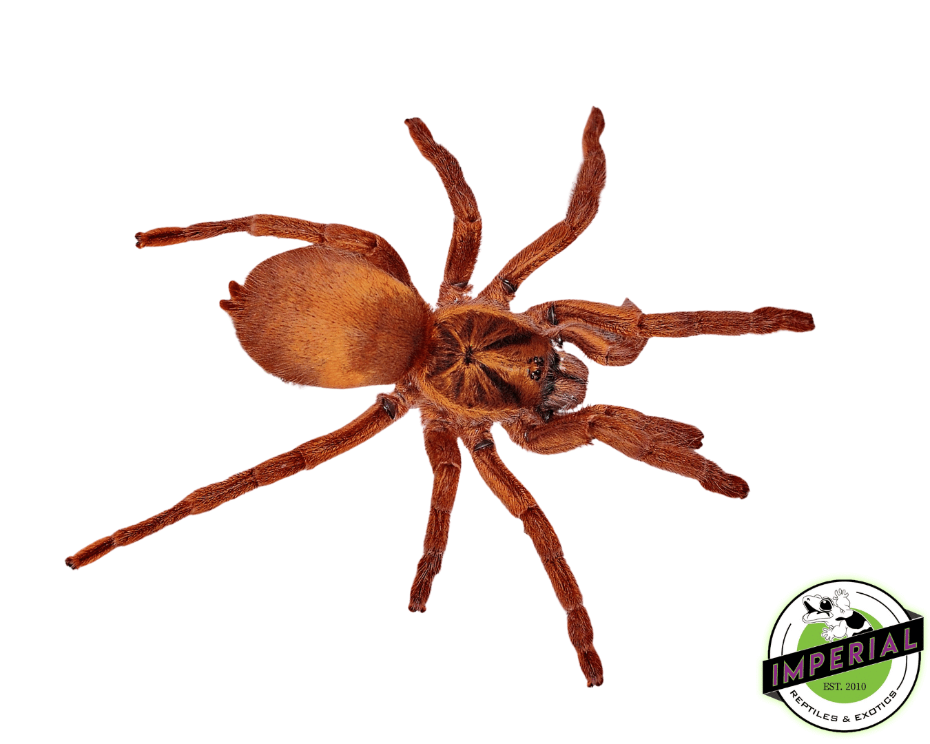 Trinidadian Dwarf Gold Tarantula For Sale Imperial Reptiles