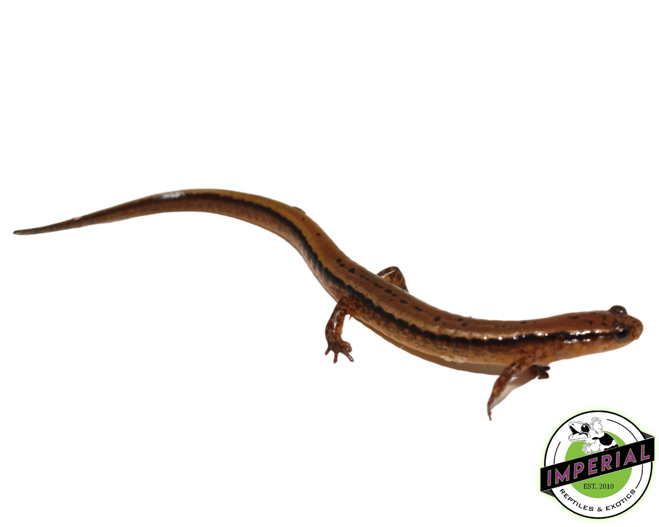 Two Lined Salamander For - REPTILES & – Sale EXOTICS Reptiles Imperial IMPERIAL