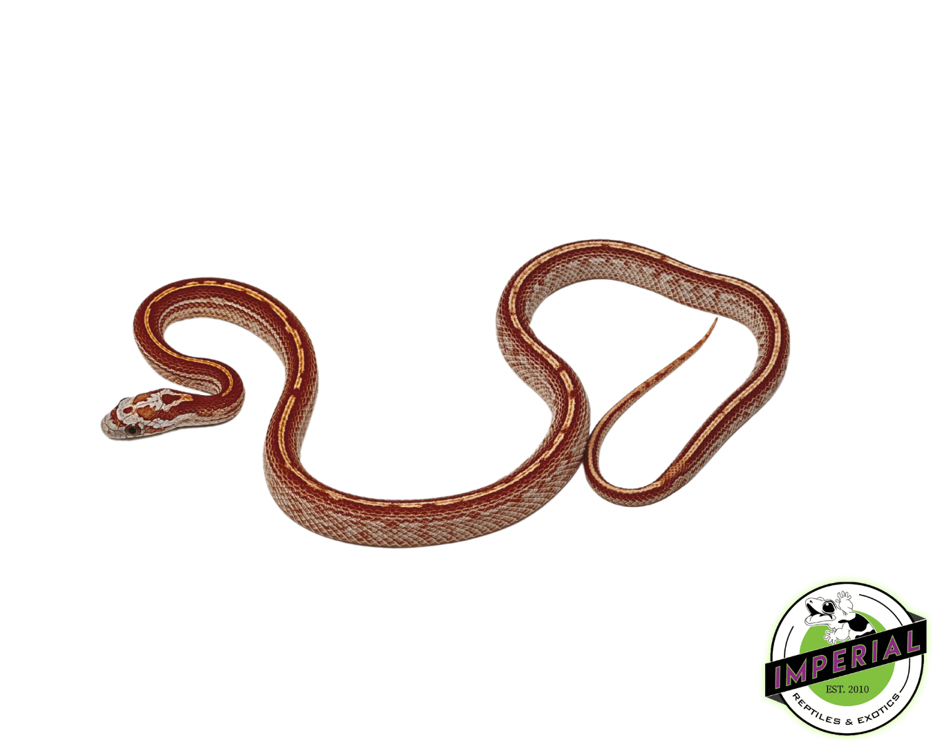 Ultra Tessera Corn Snake For Sale Imperial Reptiles IMPERIAL