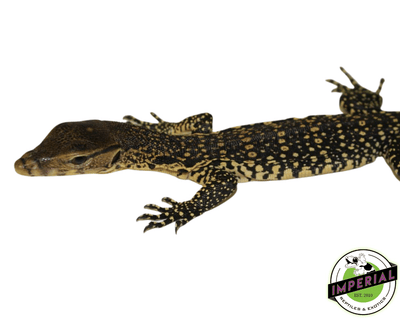 water monitor lizard for sale, buy reptiles online
