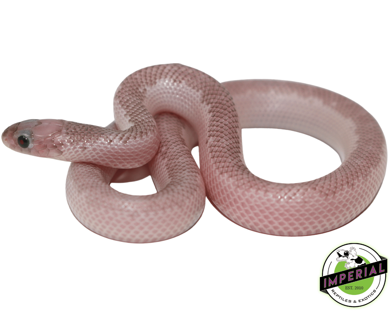 Whitesided Ghost Brooks Kingsnake For Sale - Imperial Reptiles Whitesided Ghost Brooks Kingsnake For Sale - Imperial Reptiles