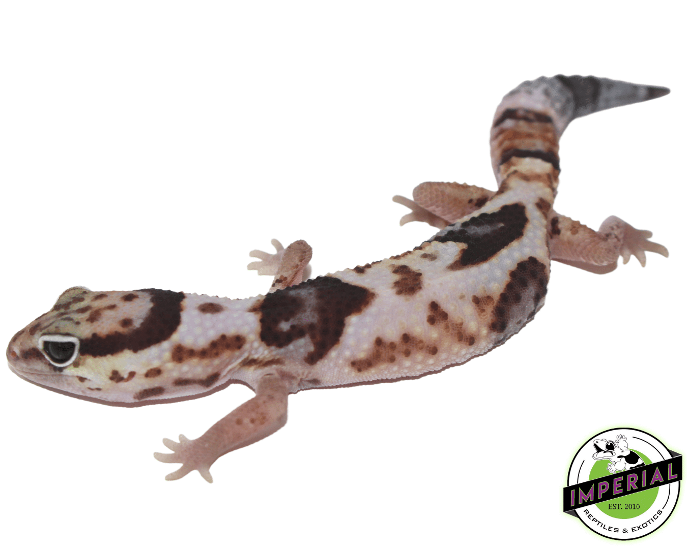 Whiteout African Fat Tail gecko for sale, buy reptiles online