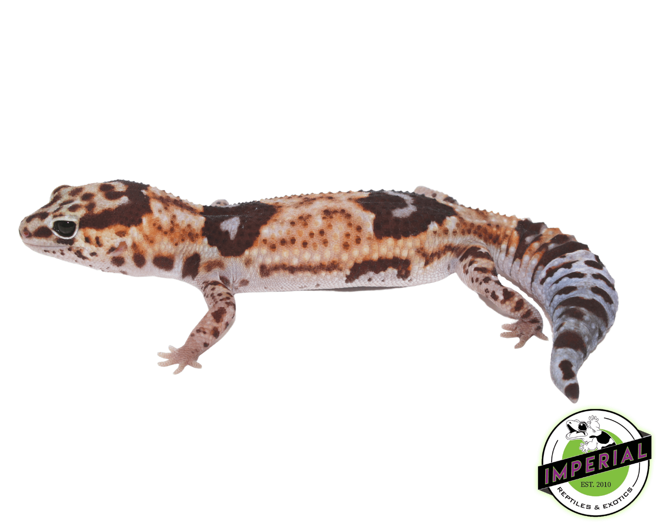 Whiteout het Amel ph Patternless African Fat Tail Gecko For Sale