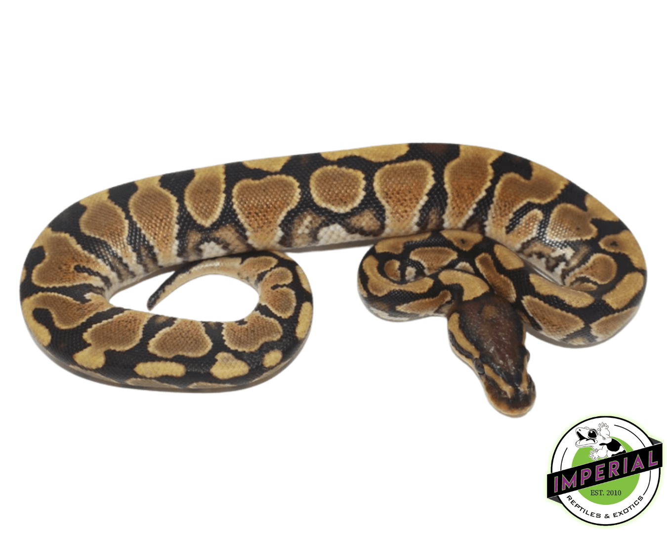 How Much Does A Ball Python Cost?