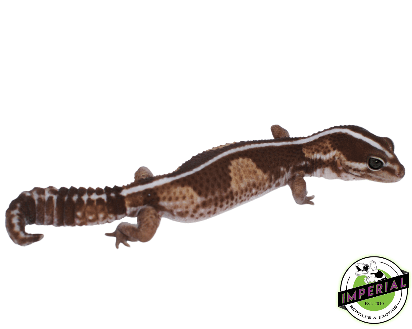 zero African Fat Tail gecko for sale, buy reptiles online