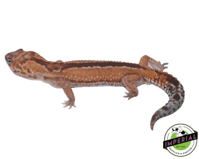 zulu African Fat Tail gecko for sale, buy reptiles online