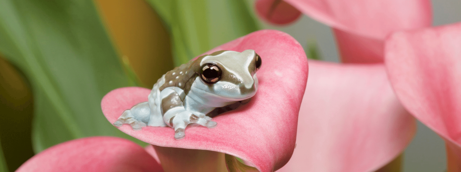 Amazon Milk Frog Care Sheet IMPERIAL REPTILES & EXOTICS