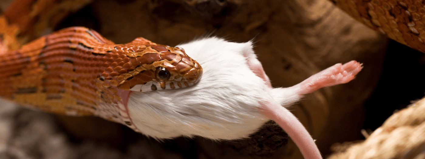 Illustration of Snake Feeding Behavior And Environmental Control For Breeding