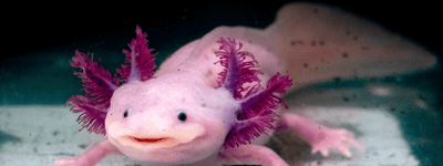 Axolotl Care Sheet