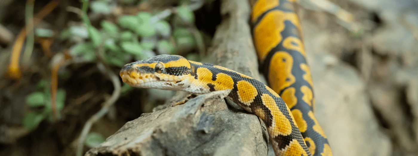 Ball Python Care Sheet IMPERIAL REPTILES EXOTICS ball-python-care-sheet-imperial-reptiles-exotics