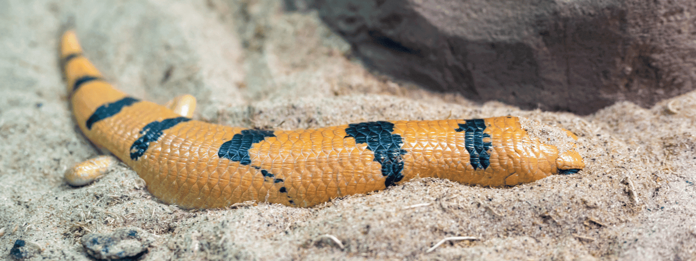 peters banded skink care sheet