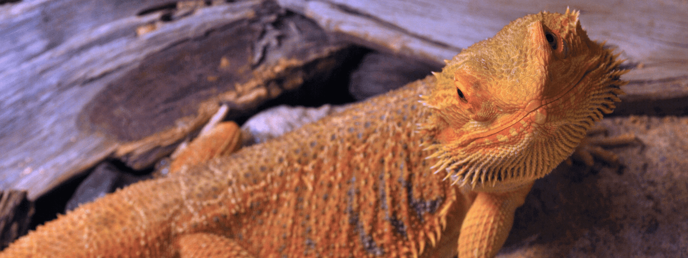Bearded Dragon Care – Aquariums West